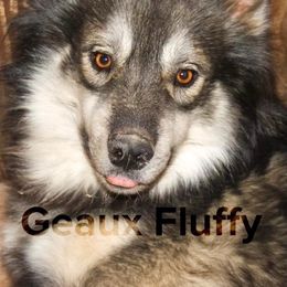 Mamoa - Siberian Husky