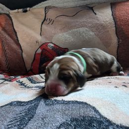 Green - Mahogany and white male Basset Hound puppy in Russellville, Kentucky from Morse's Basset Hounds