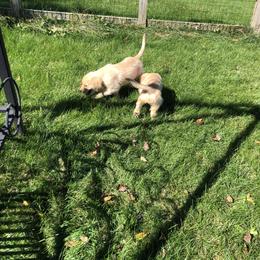 Golden Retriever and Shetland Sheepdog Puppies from Mejimo