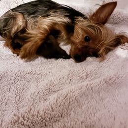 Poodle and Yorkipoo Puppies from Tuts Pups Cafe