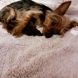 Poodle and Yorkipoo Puppies from Tuts Pups Cafe