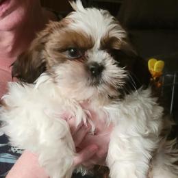 Pheonix - Red and white male Shih Tzu puppy in Parma, Ohio from D's DeVine Shih-Tzu