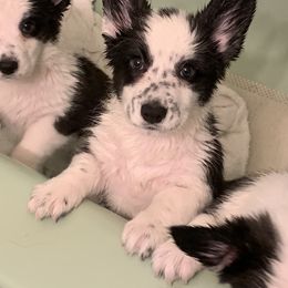 Cardigan Welsh Corgi Puppies from Luxe Cardigan Welsh Corgis
