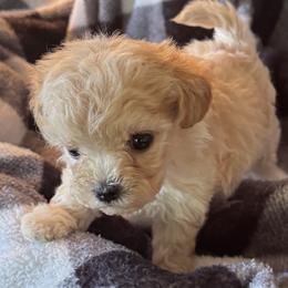 Smoothie - Apricot female Maltipoo puppy in Wendell, North Carolina from Teddys Teddy Bears