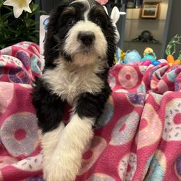 Bernedoodle puppies from Joe’s Poodles & Bernedoodles