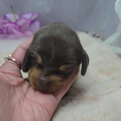 Amber - Chocolate and tan female Dachshund puppy in Arthur, Illinois from Dachs and Poms