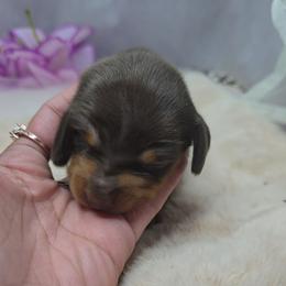 Amber - Chocolate and tan female Dachshund puppy in Arthur, Illinois from Dachs and Poms