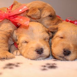 Airedale Terrier, Lakeland Terrier, and Welsh Terrier Puppies from Anne's Pups