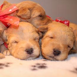 Airedale Terrier, Lakeland Terrier, and Welsh Terrier Puppies from Anne's Pups