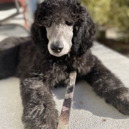 Poodle Puppies from Cajun Girl Kennels
