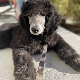 Poodle Puppies from Cajun Girl Kennels