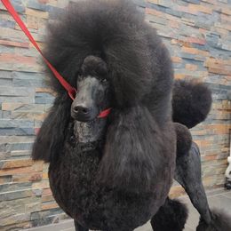 Poodles from Cascade Standard Poodles