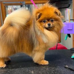 Carina - Pomeranian