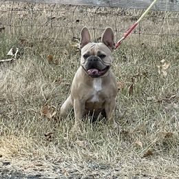 Boston Terrier and French Bulldog Puppies from High Plains