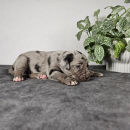 Marshal NALC - Blue merle male Catahoula Leopard Dog puppy in Doerun, Georgia from Twig & Tail Puppies