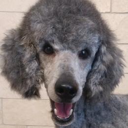 Dyno - Poodle