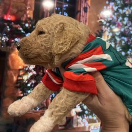 Bliss - Apricot male Poodle puppy in Mobile, Alabama from Semmy’s Standard Poodle LLC