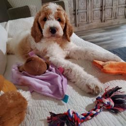 Goldendoodle Puppies from Edge Farm Goldendoodles