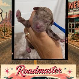 Roadmaster - Merle male Goldendoodle puppy in Garland, Texas from Twilight Doodles