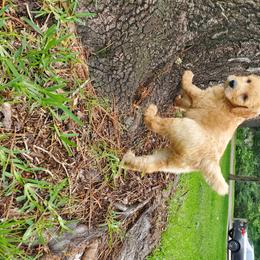 Goldendoodle Puppies from Soule Buddies