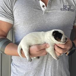 Eve - Male 2 - Blue male Australian Cattle Dog puppy in Jefferson, South Carolina from Blue Creek Farms