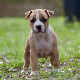 Boy 5 - Red male American Staffordshire Terrier puppy in St. Augustine, Florida from LBK & Ancient City