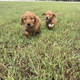 Boy 3 - Dark golden male Golden Retriever puppy in Marshfield, Missouri from Hilltop Kennel LLC