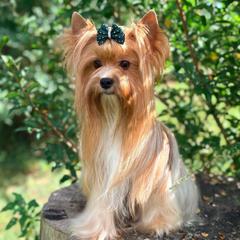 Valek - Russian Salon Dog