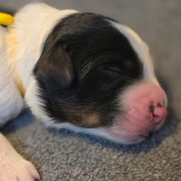 Salem - Tri-color male Bernedoodle puppy in Malden, Illinois from Doting Doodles