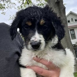 Bernedoodles from Heather's Pups