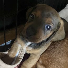 Dachshund Puppies from Harper’s Waggin Winnie’s