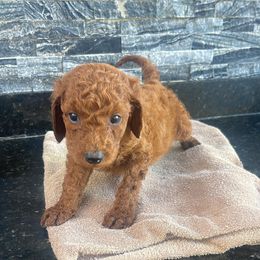 Bruno - Red  male Poodle puppy in Cape Coral, Florida from Katherine’s Yorkies and Poodles