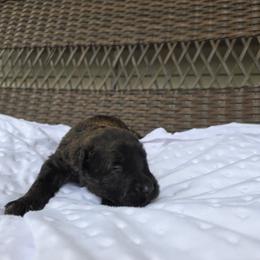 Rosie - Brindle female Bouvier des Flandres puppy in Buffalo, Missouri from Noble Bouviers