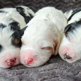 Chilli - Red female Bernedoodle puppy in Granton, Wisconsin from Rose River Farms