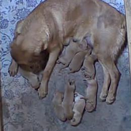 Brody - Yellow male Labrador Retriever puppy in Worland, Wyoming from Wind River Labrador’s