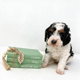 Blake - Tri-color female Bernedoodle puppy in Columbus, Montana from Montanas Mountain Bernedoodles