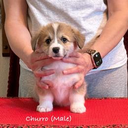 Churro - Pembroke Welsh Corgi puppy from Eilatan Corgis
