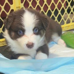 Daisy - Red tri-color female Australian Shepherd puppy in Williston, Florida from Over The Rainbow Aussies