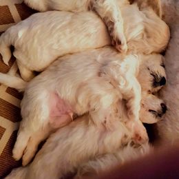 "4 weeks old" Bichon Frise Puppies from Baltimore Bichons
