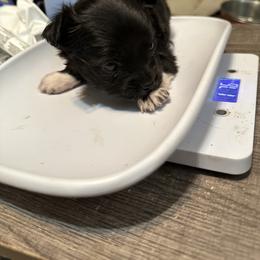 Chihuahua and Poodle Puppies from Garrett’s Chihuahuas and Poodles