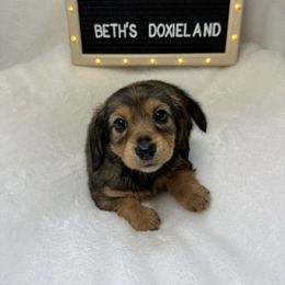 Bailey - Sable female Dachshund puppy in Dickinson, Texas from Beth’s Doxieland