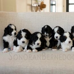 Bernedoodle Puppies from Sonoran Standard Doodles
