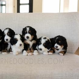 Bernedoodle Puppies from Sonoran Standard Doodles