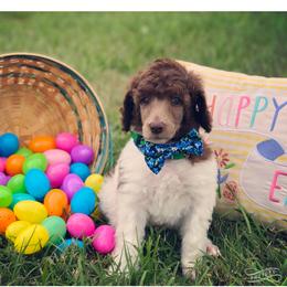 Poodle Puppies from The Parti Collection
