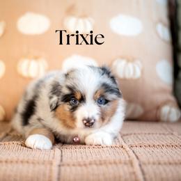 Trixie - reserved - Blue merle female Miniature American Shepherd puppy in Puyallup, Washington from TRAILS END Minis