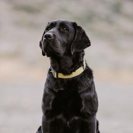 Willow - Labrador Retriever