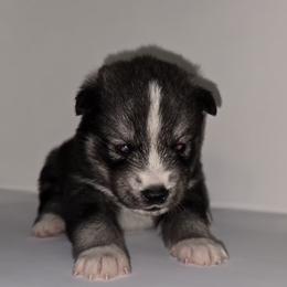 Handsome - Agouti and white male Siberian Husky puppy in Kansas City, Missouri from Anuun's Huskies