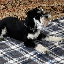 Miniature Schnauzer Puppies from Pierhaus Minature Schnauzers