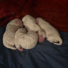 Maltipoo puppies from Willow & Wag Farm