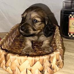 Maverick - Cream male Dachshund puppy in Cabool, Missouri from Cedar Creek Doxies